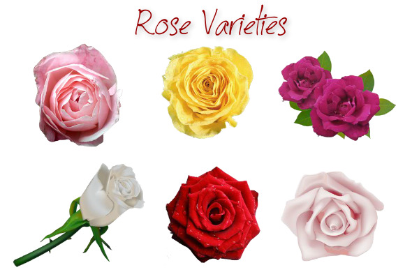 rose varieties