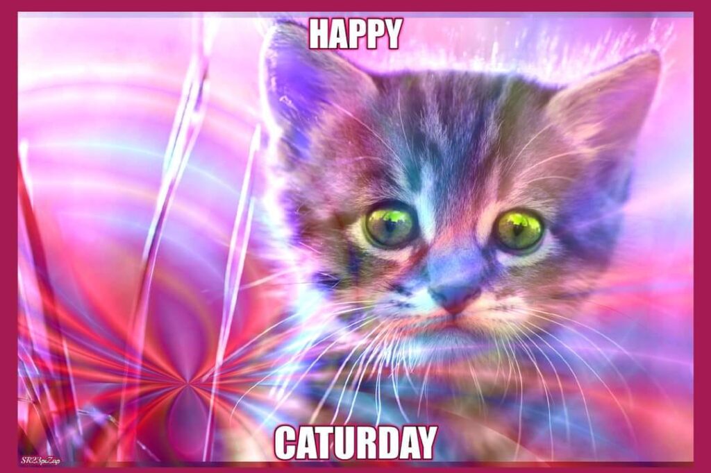 Caturday designs, themes, templates and downloadable graphic